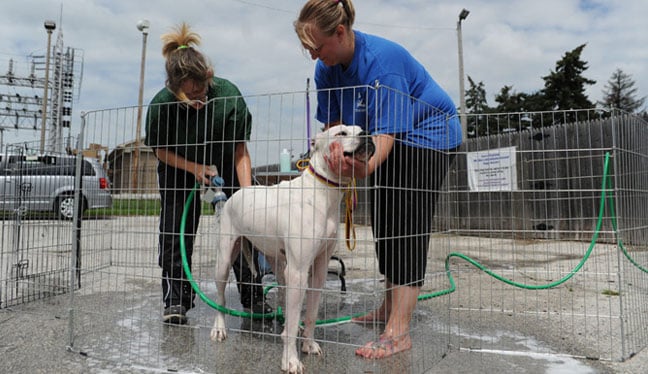 Working at the dog wash, yeah