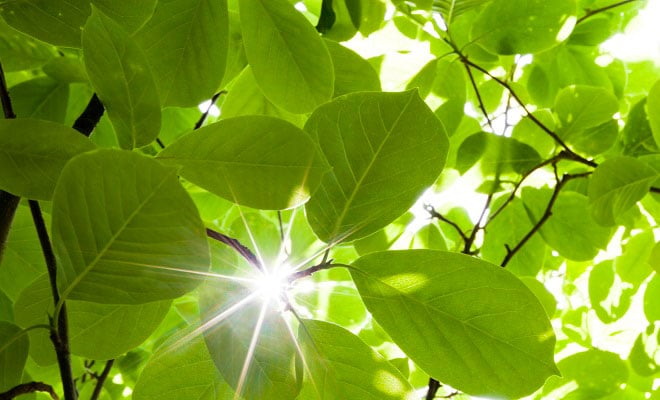 Modern Woodmen Donates Trees