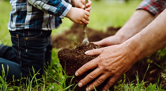 A closeup of the hands of a young boy and his father planting a tree.
