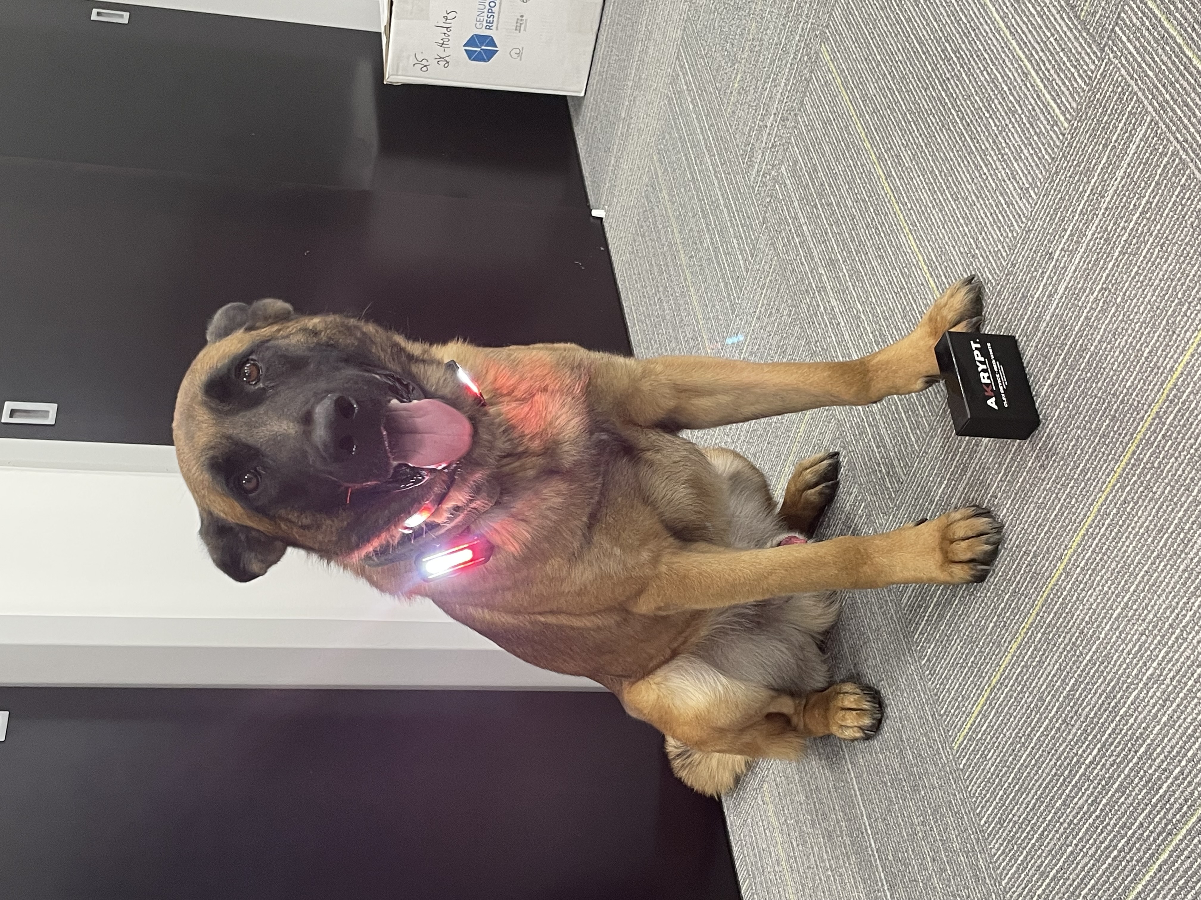 Ch12_IL_K9 Henry.jpg