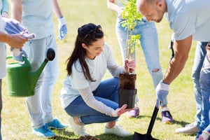 people volunteering planting trees